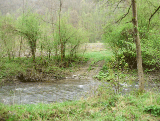 Vanzare pescarie cu teren Judetul Timis